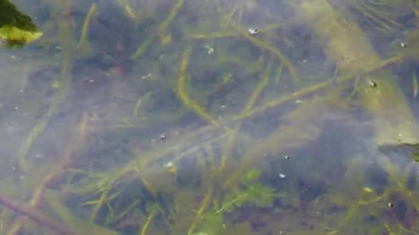 연못의 표면에는 잔물결을 일으키며 밑에는 이끼로 가지들이 — 비디오