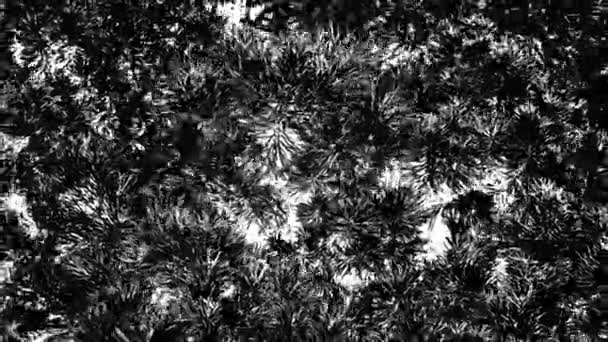 Декоративные Пышные Кусты Раскачивающиеся Ветру Черно Белые Высококонтрастные Инвертированные Видео — стоковое видео