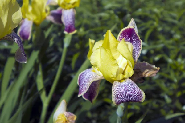 Hermosa Flor Iris Crecimiento Con Pétalos Amarillos Violetas Abigarrados Primer —  Fotos de Stock