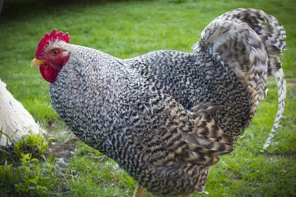 用红色鸡冠在绿草上的滑稽斑点公鸡的肖像 — 图库照片