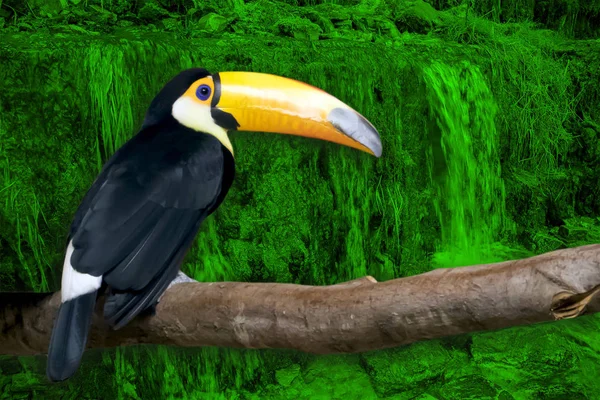 Яркий Тукан Большим Желтым Маячком Сидящим Ветке Изолированной Зеленом Тонированном — стоковое фото