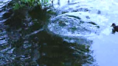 Avrasya ördek yavruları. Anne ördek yüzüyor ve göle dalıyor.