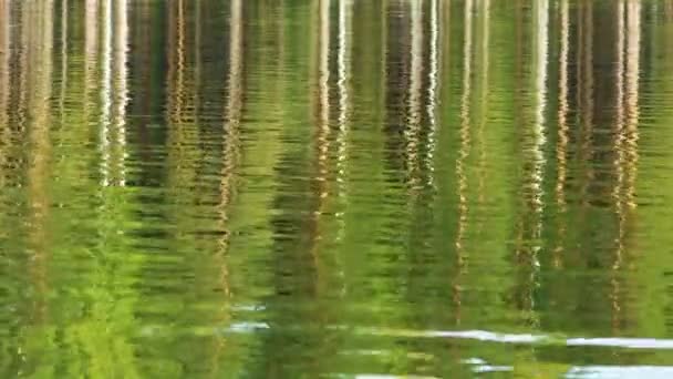 Красивый Живописный Пейзаж Солнечным Сосновым Лесом Отраженным Озере — стоковое видео