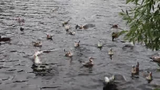 Un certain nombre de canards sauvages et de mouettes volant et flottant dans un étang 