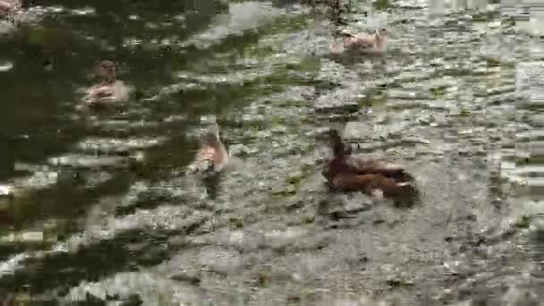 Número Patos Selvagens Gaivotas Voando Flutuando Uma Lagoa — Vídeo de Stock