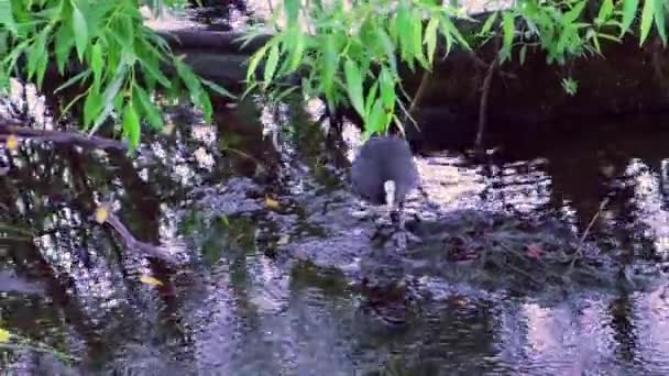 Adorable Eurasia Coot Bebek Dengan Anak Itik Berjalan Sekitar Danau — Stok Video