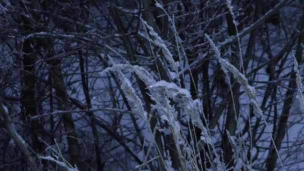 Paisaje Nocturno Con Césped Cubierto Nieve Balanceándose Viento Imágenes Naturales — Vídeos de Stock