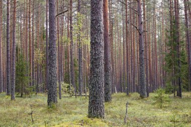Straight pine trunks of ship pine forest and carpet of grass and moss below