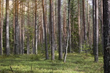 Straight pine trunks of ship pine forest and carpet of grass and moss below
