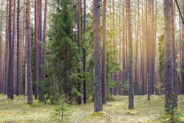 Straight pine trunks of ship pine forest and carpet of grass and moss below