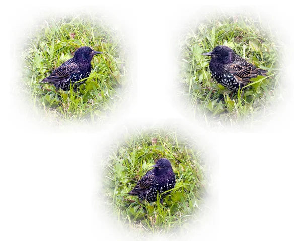 Canção Salpicada Bonito Tordo Contra Prado Grama Três Imagens Separadas — Fotografia de Stock