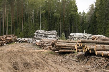 Testereli orman kenarı, çam ormanlarına karşı çam kütükleri.
