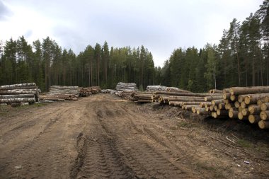 Testereli orman kenarı, çam ormanlarına karşı çam kütükleri.