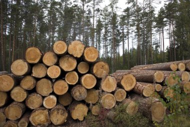Forest edge with saw mill, stacks of pine logs against pine forest clipart
