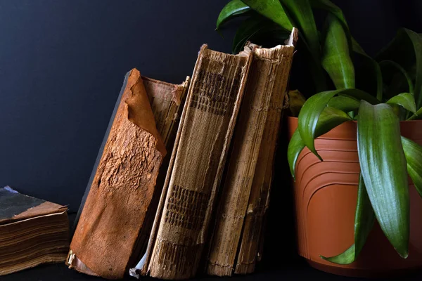 Stack of ancient books with damaged bindings and big pot with green plant