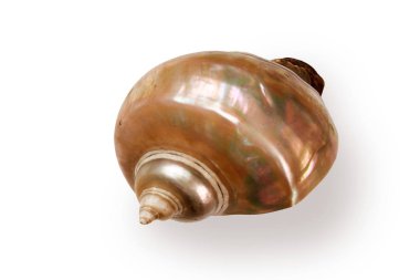 Beyaz arka planda izole edilmiş deniz gastropodunun dev yanardöner inci kabuğu.
