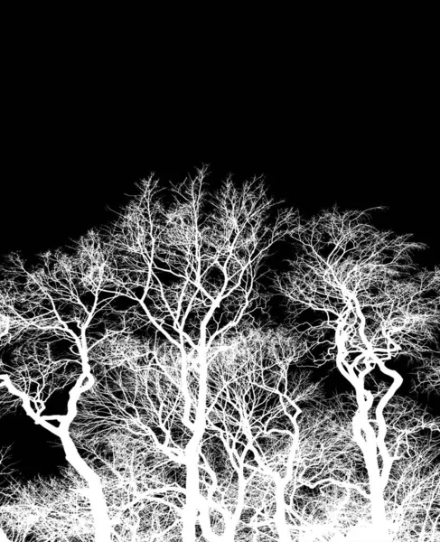 Силуэт Голых Деревьев Белые Чересстрочные Ветви Изолированы Черном Фоне — стоковое фото