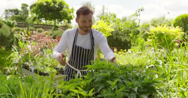 Wale jardinero trabajando con plantas — Vídeo de stock