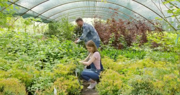 Gente cortando plantas en invernadero — Vídeo de stock