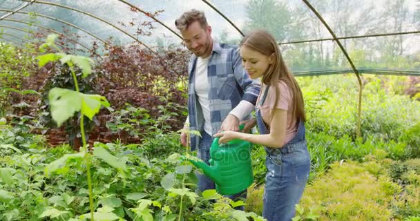 Tuinders Bewateren van planten in de hothouse — Stockvideo