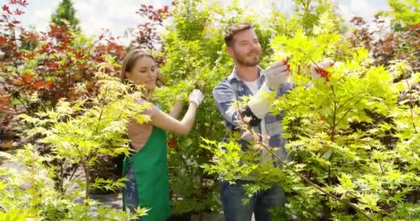 Gente alegre trabajando con plantas — Vídeo de stock