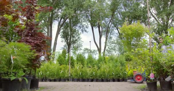 Jardineros empujando árbol en carro — Vídeos de Stock