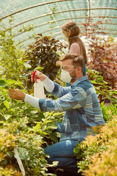 Pessoas fertilizando plantas em estufa — Fotografia de Stock