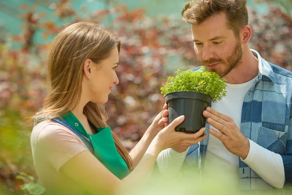 男の臭いがする鉢植え — ストック写真