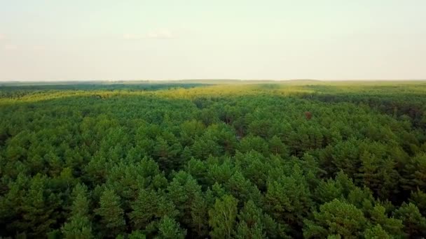 Panorama av grønne skoger – stockvideo