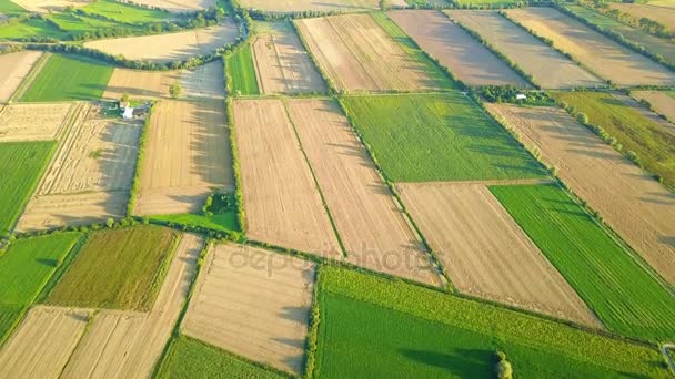 Aerial view of green plantations — Stock Video