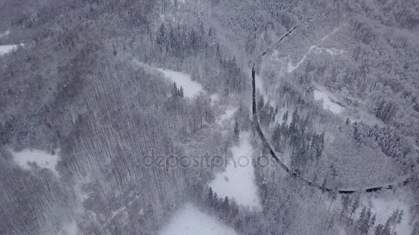 Vista aérea de bosques blancos — Vídeo de stock