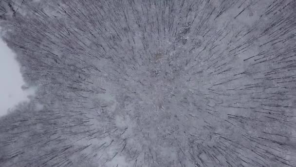 Сверху вид снежных деревьев — стоковое видео