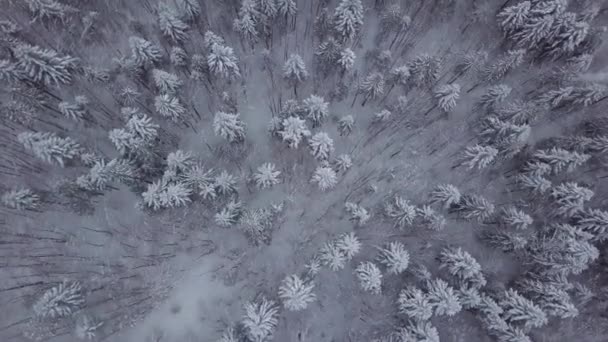 Bovenaanzicht van besneeuwde bomen in bos — Stockvideo