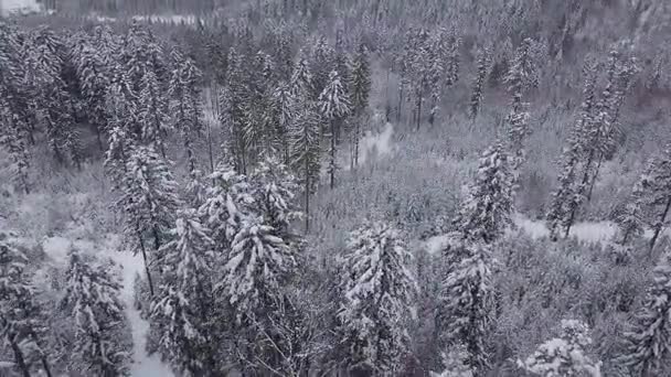 Vintergröna träd i tyst vit vinter — Stockvideo