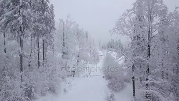 Vista mágica da floresta nevada — Vídeo de Stock