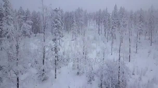 Misty opar nad bílé zasněžené lesy — Stock video