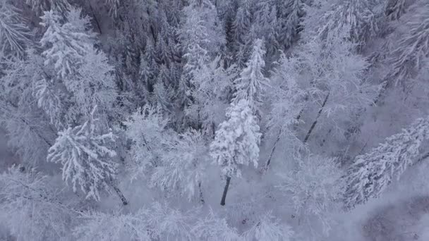 Vrcholky stromů ve sněhu — Stock video