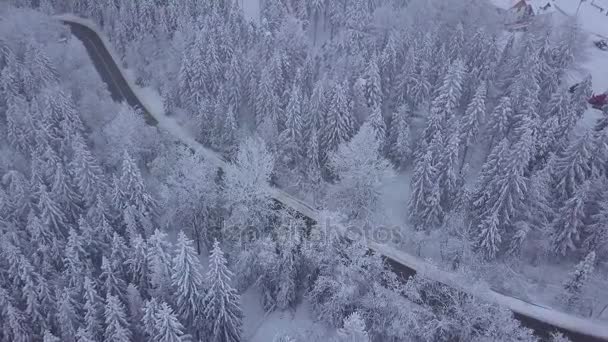 Skogen med vägbanan vintertid — Stockvideo