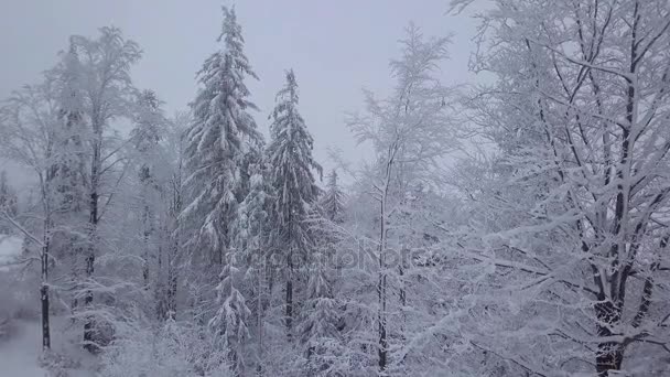 重积雪的混合森林 — 图库视频影像