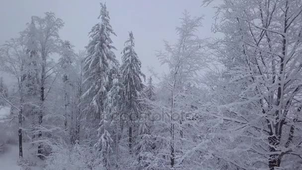 Blandad skog i tunga snötäcket — Stockvideo