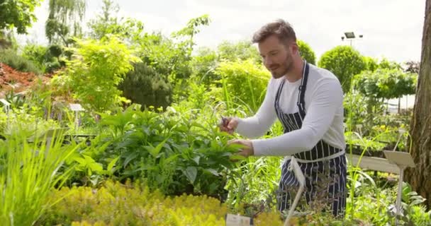 Расслабленный человек, работающий с растениями в саду — стоковое видео