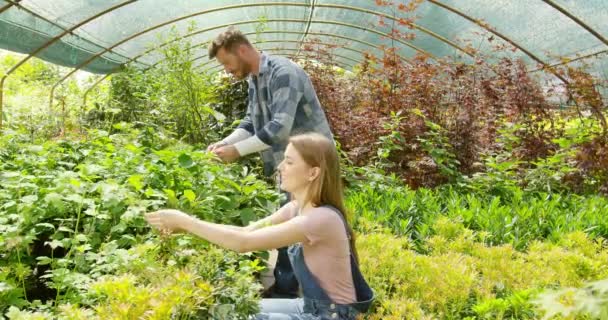 Couple planting green in hothouse — Stock Video