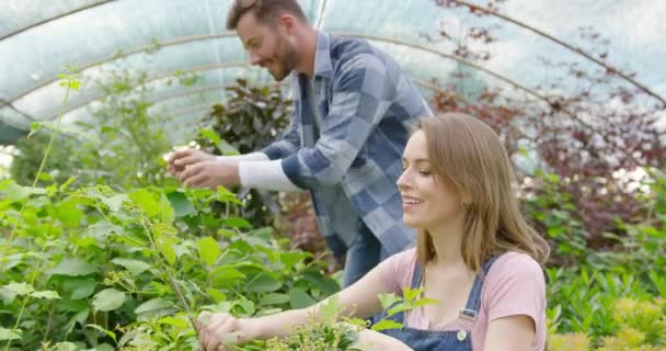 Content couple cultivating plants — Stock Video