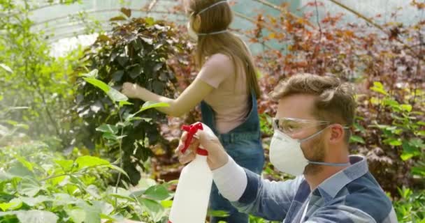 Jardineros plantas de pulverización con productos químicos — Vídeos de Stock