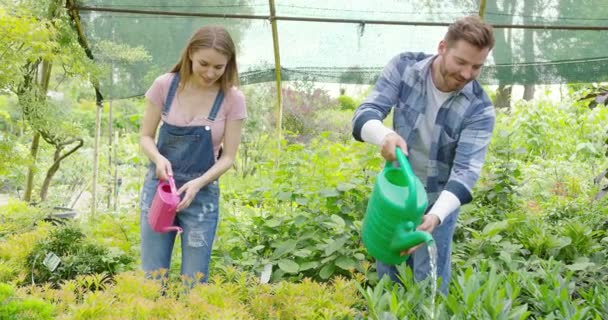 Alegre pareja regando plantas en invernadero — Vídeo de stock