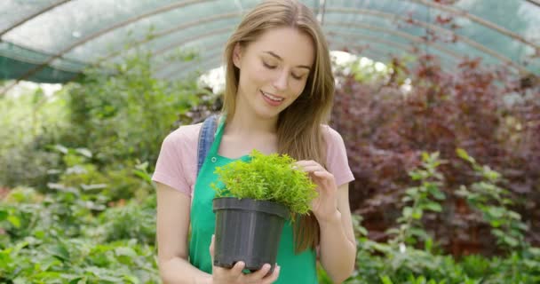 Содержание девушка держит зеленое растение — стоковое видео