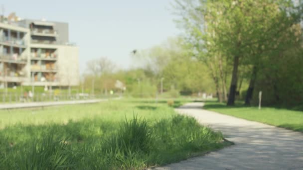 Jeune femme en forme jogging matinal — Video