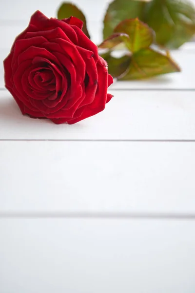 Fresh red rose flower on the white wooden table Stock Picture