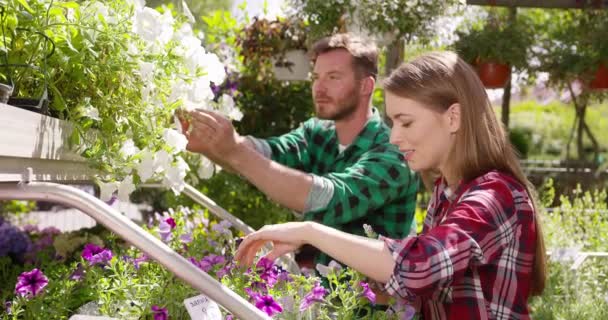 Profi-Gärtner arbeiten mit Pflanzen — Stockvideo
