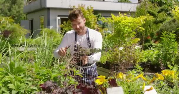Професійний чоловічий садівник доглядає і ріже рослини — стокове відео